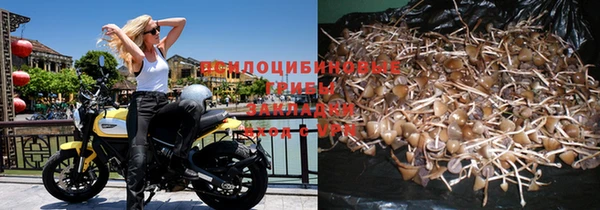 прущие грибы Дмитровск